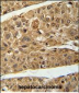 RT4I1 Antibody  (C-term)